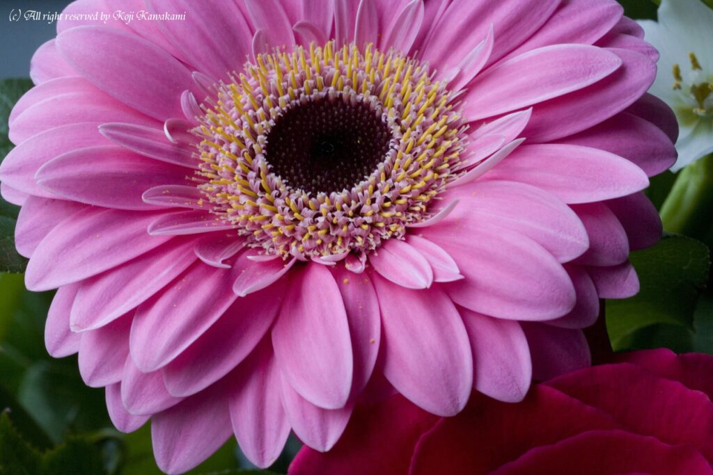 Yashica ML 100mm f3.5 Macro-3852