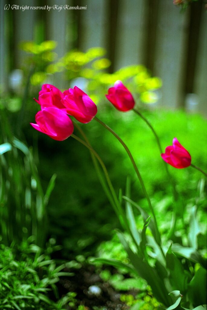 Yashica ML 50mm f1.4-3880