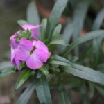 ANGENIEUX 70-210mm f:3.5-6750