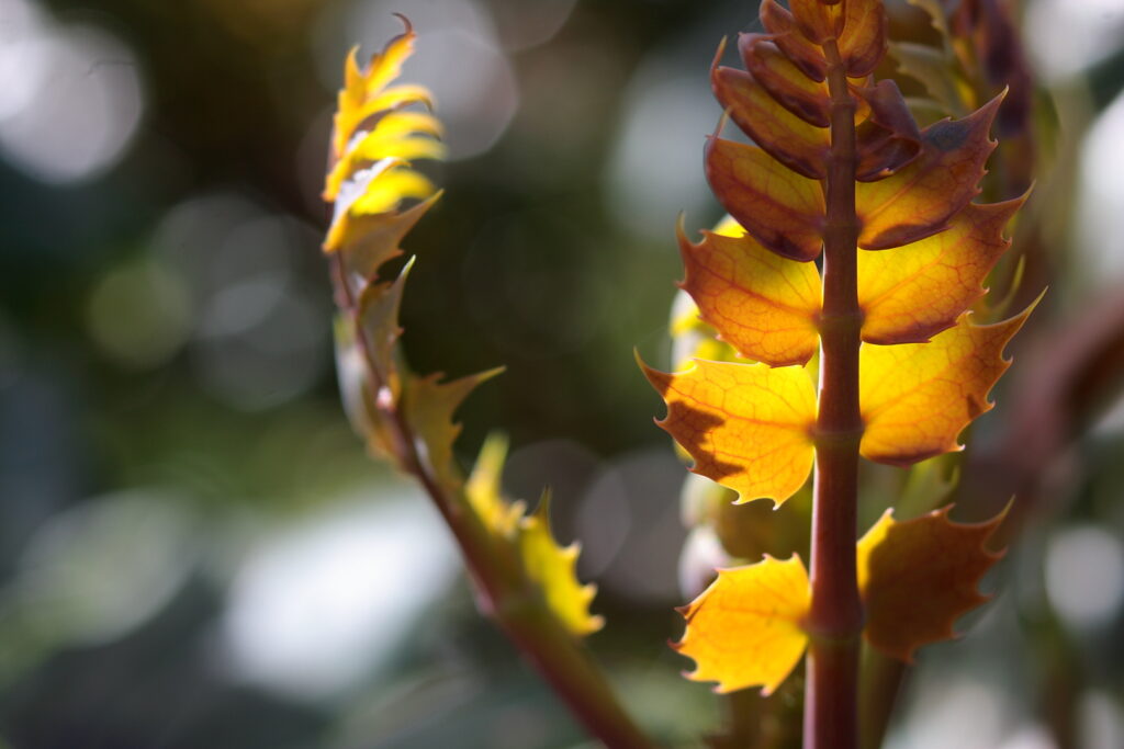 Tamron SP 35-80mm f:2.8-3.8-7335