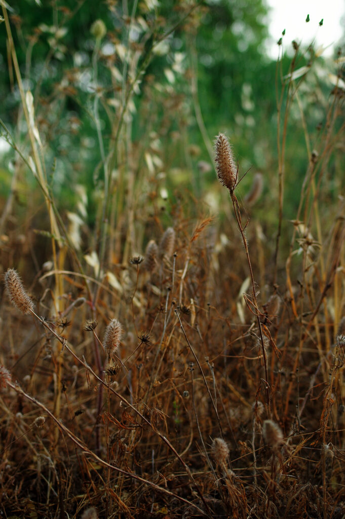 Biogon 35mm f2-6573