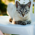 C Sonnar 50mm f1.5 ZM-6588