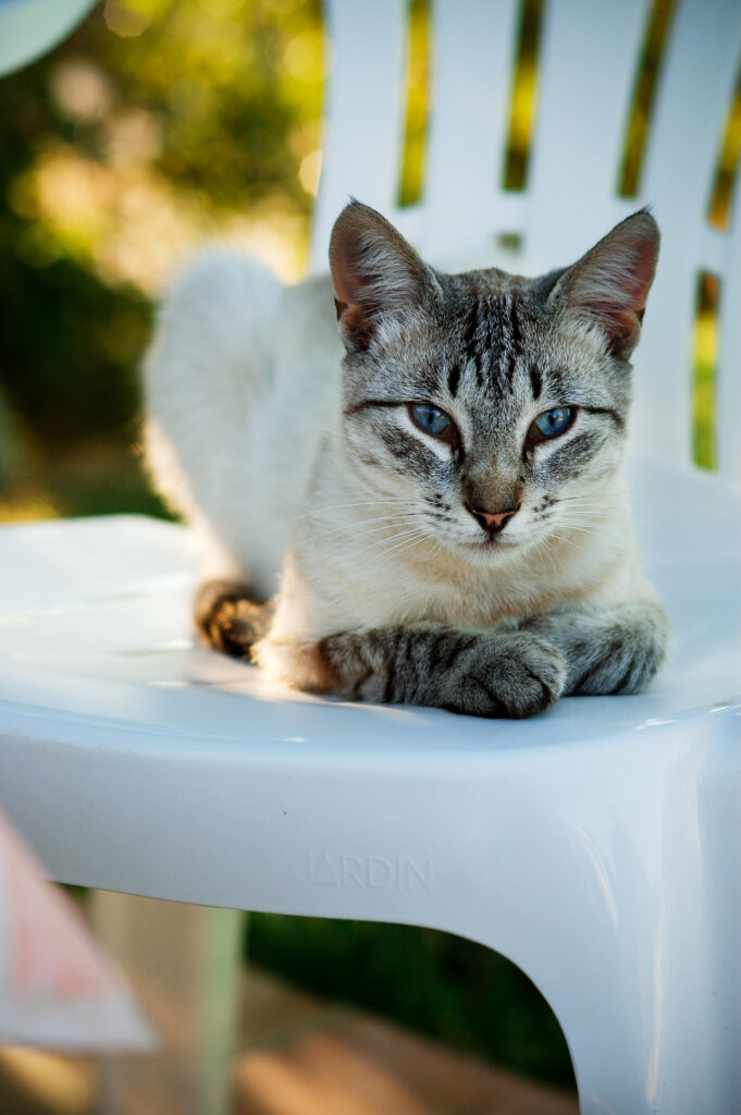 C Sonnar 50mm f1.5 ZM-6588