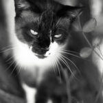 Planar 100mm f2-6507