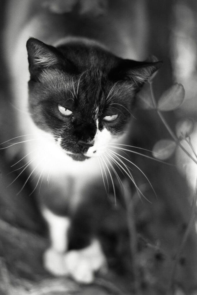 Planar 100mm f2-6507