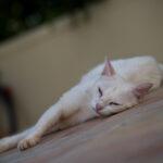 Planar 100mm f2-6505