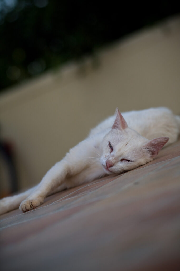 Planar 100mm f2-6505
