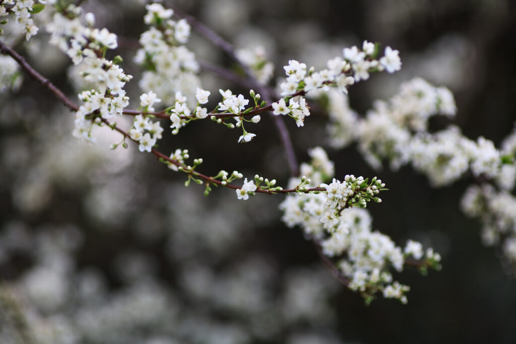 Planar 85mm f1.2 60 Years-5912