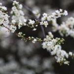 Planar 85mm f1.2 60 Years-5912