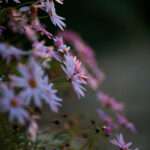 Planar 85mm f1.2 60 Years-5911
