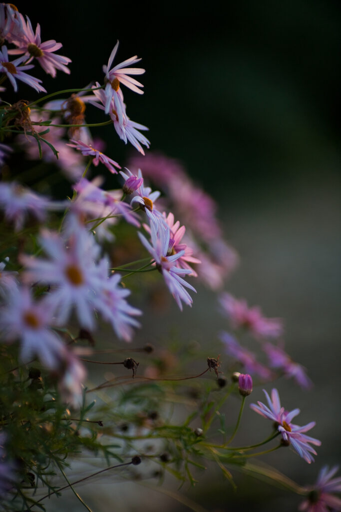Planar 85mm f1.2 60 Years-5911