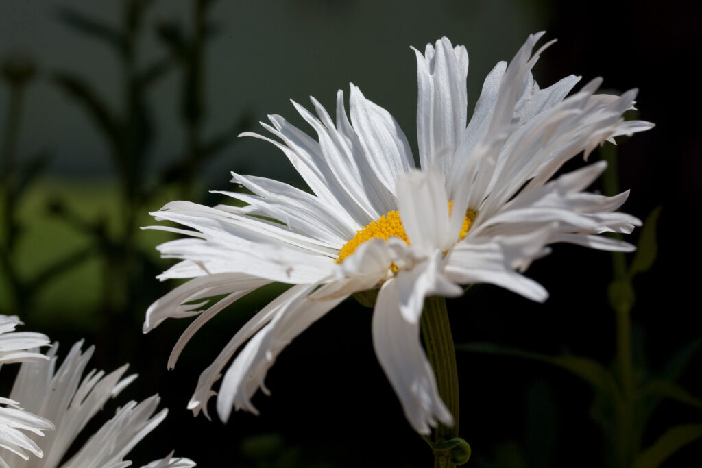 S-Planar 100mm f4-6536