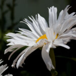 S-Planar 100mm f4-6536