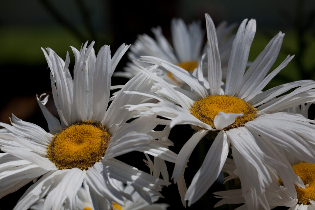 S-Planar 100mm f4-6537
