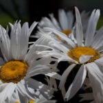 S-Planar 100mm f4-6537