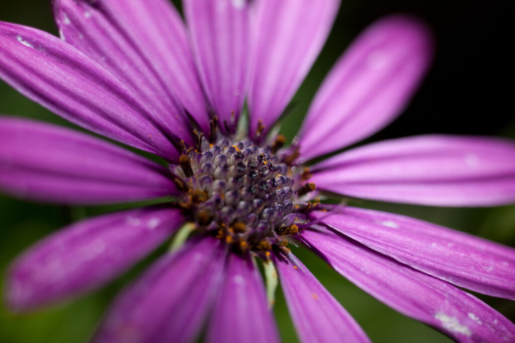 S-Planar 100mm f4-6538