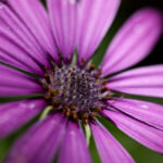 S-Planar 100mm f4-6538