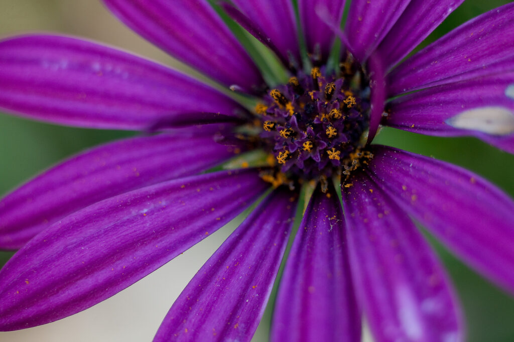 S-Planar 100mm f4-6539