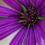S-Planar 100mm f4-6539
