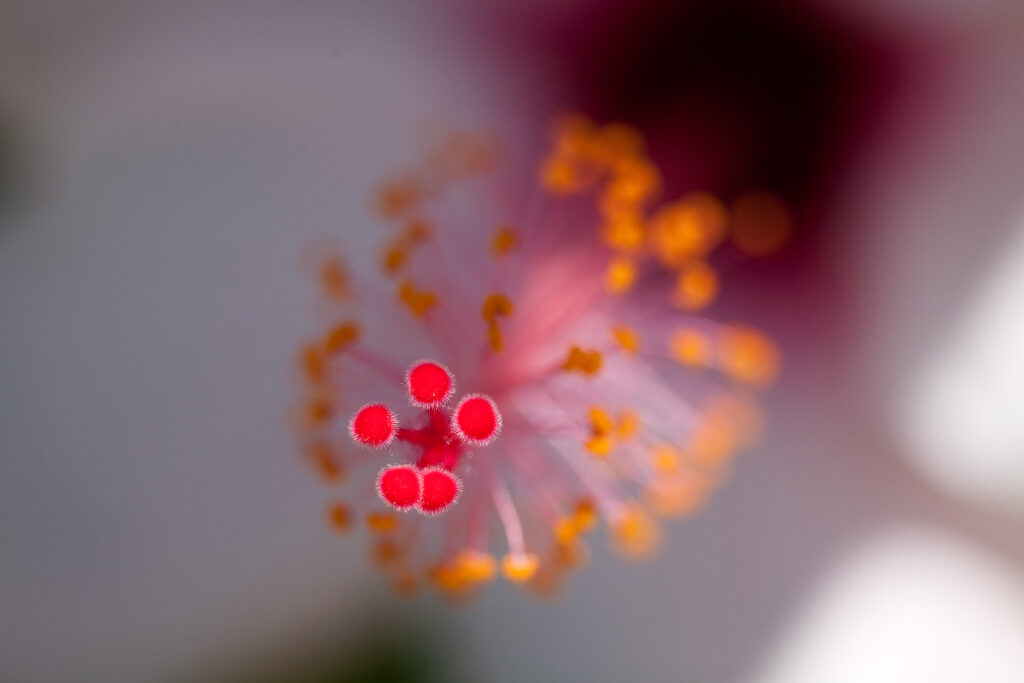 S-Planar 100mm f4-6541