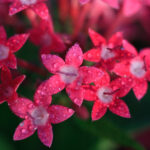 S-Planar 100mm f4-6543