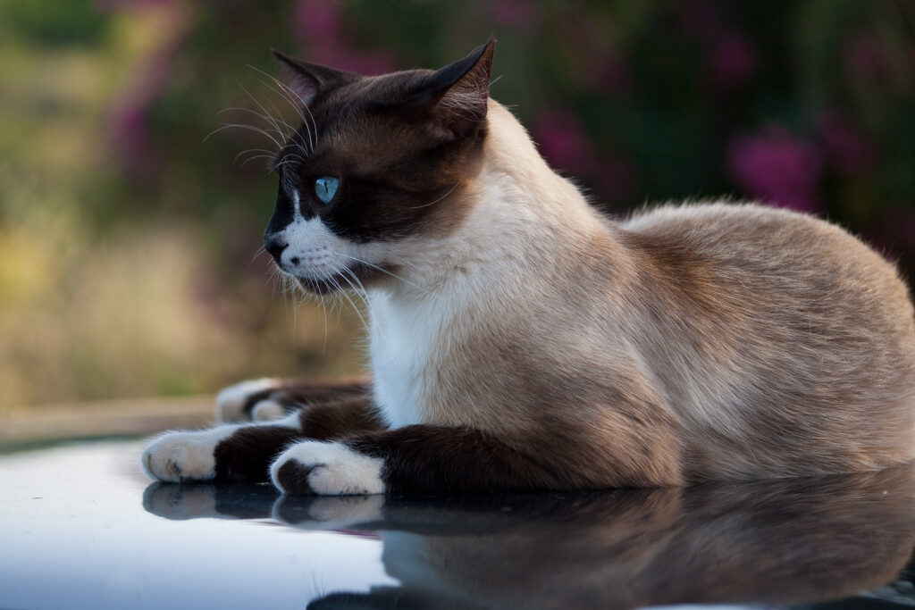 S-Planar 100mm f4-6544