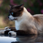 S-Planar 100mm f4-6544