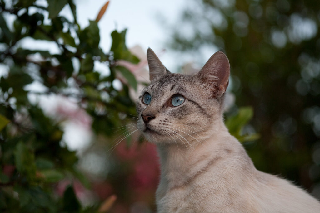 S-Planar 100mm f4-6545