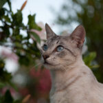 S-Planar 100mm f4-6545
