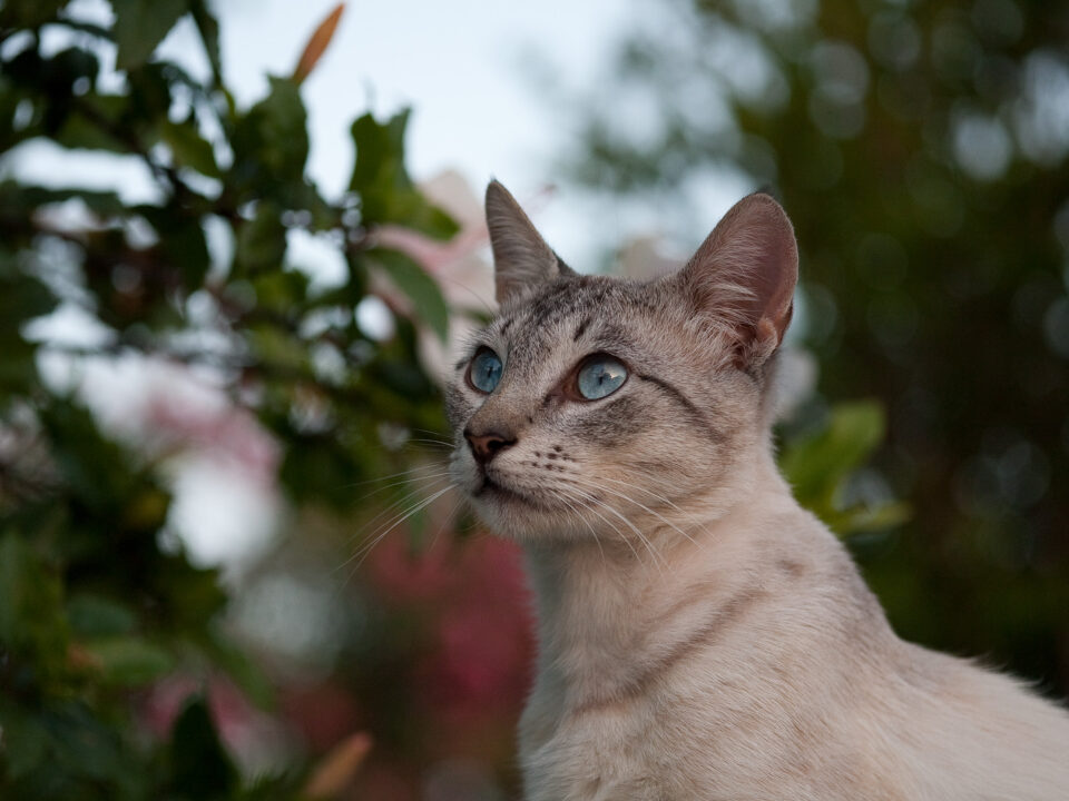 S-Planar 100mm f4