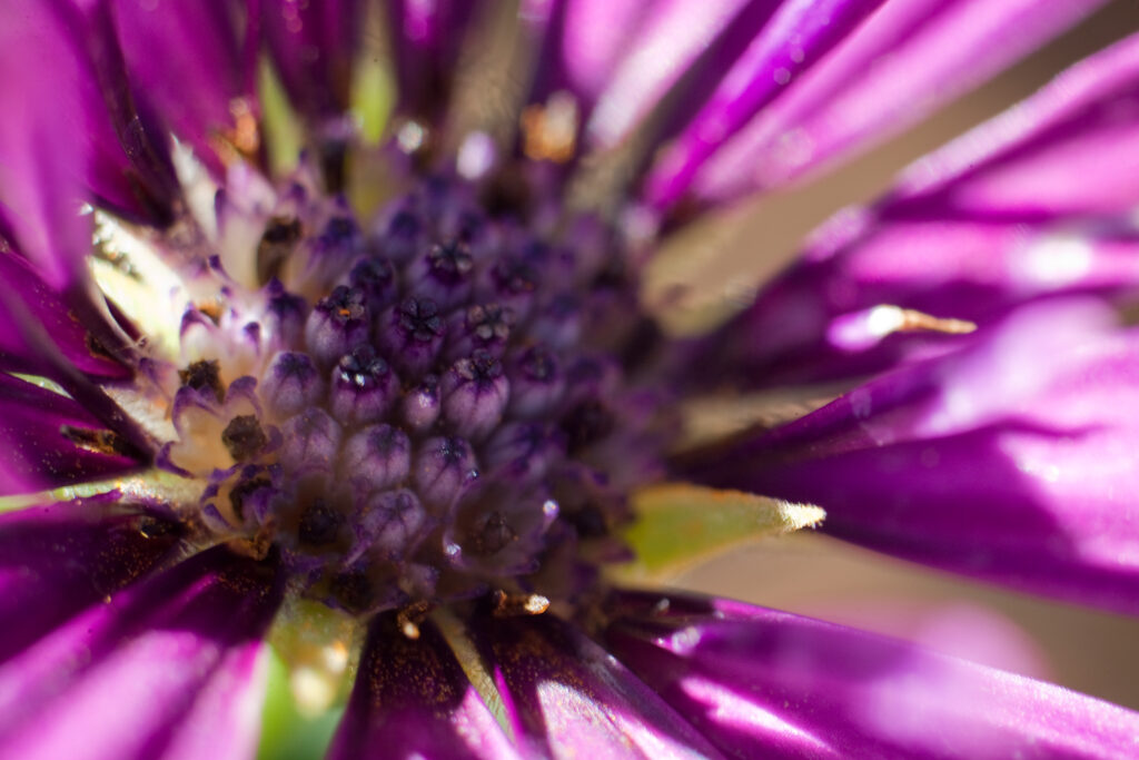S-Planar 74mm f4-6552