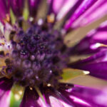S-Planar 74mm f4-6552