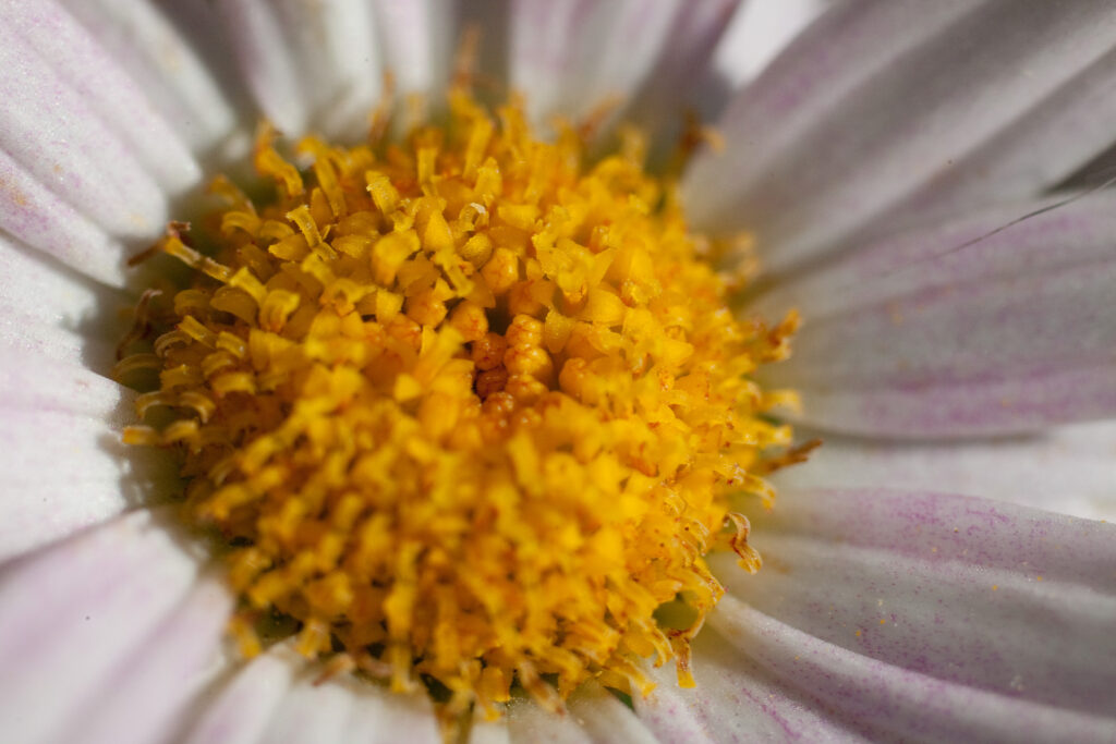 S-Planar 74mm f4-6553
