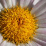 S-Planar 74mm f4-6553