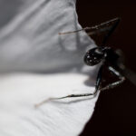 S-Planar 74mm f4-6547