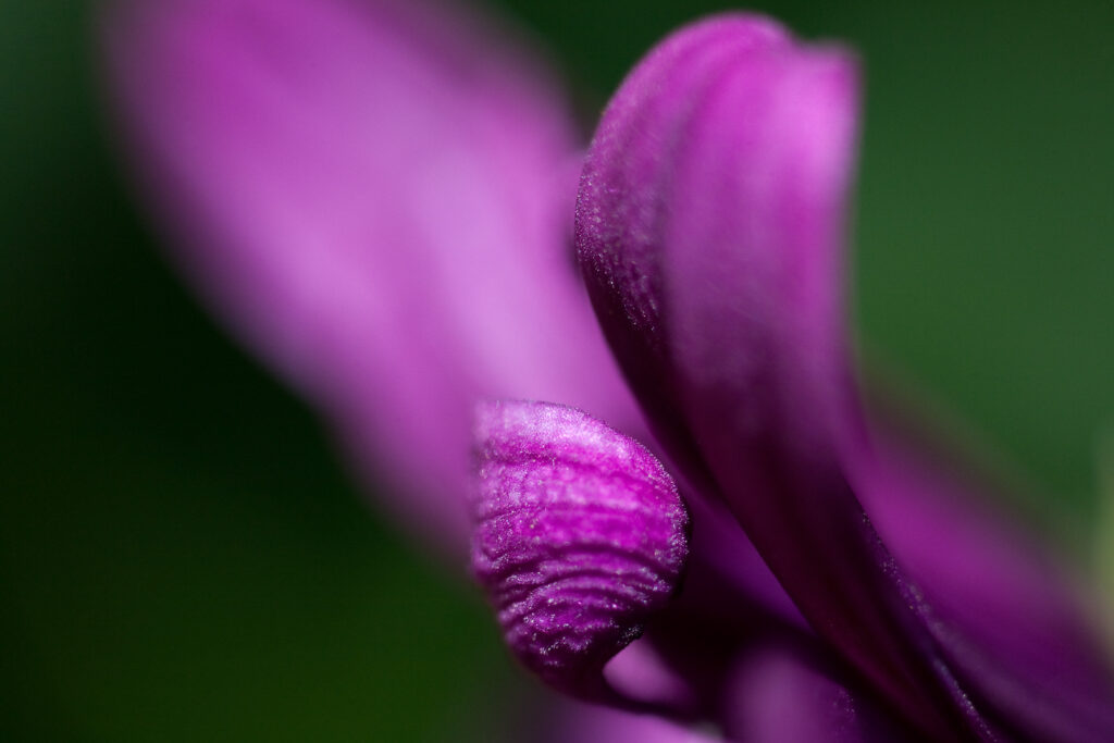 S-Planar 74mm f4-6549