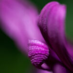 S-Planar 74mm f4-6549