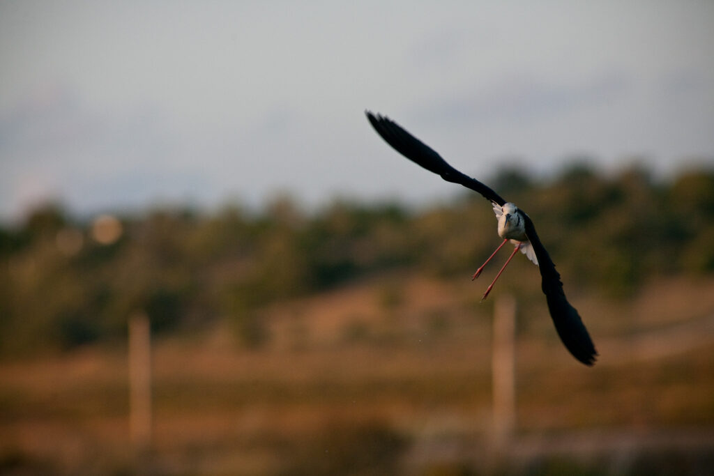 Tele-Tessar 300mm f4-6559