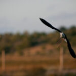 Tele-Tessar 300mm f4-6559