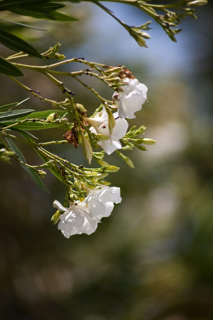 Tele-Tessar 300mm f4-6560