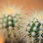 Voigtländer SL 125/2.5 Macro APO-Lanthar-6998