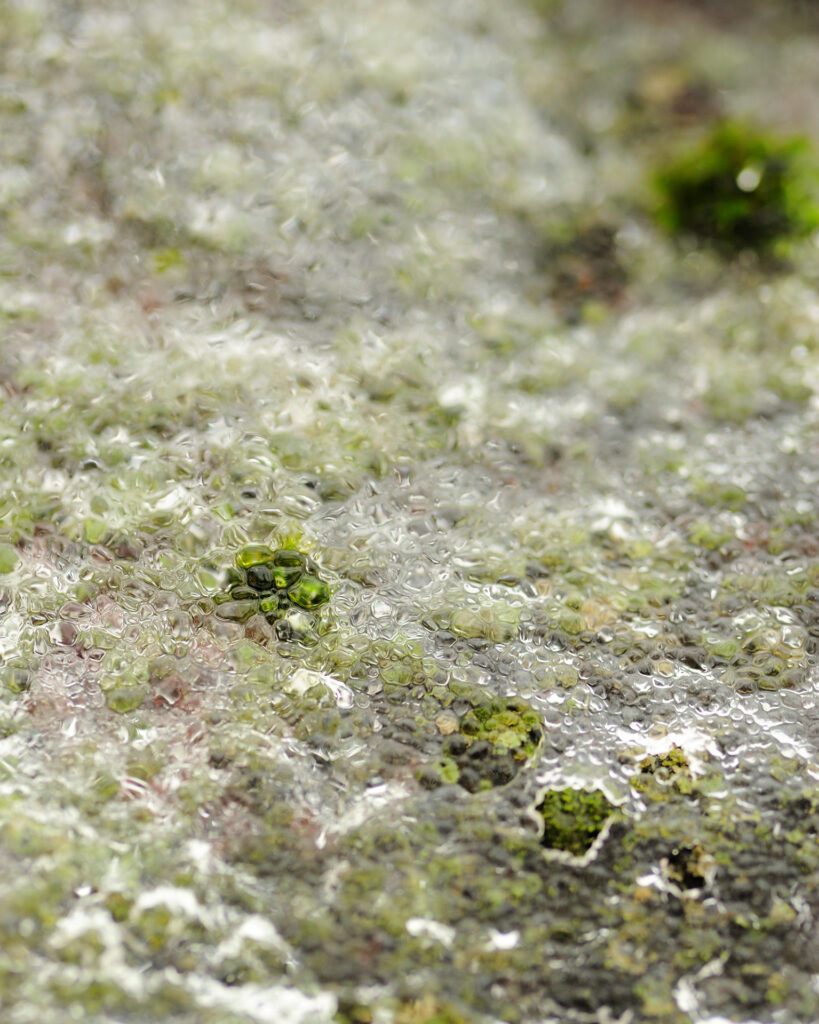 Voigtländer SL 125/2.5 Macro APO-Lanthar-7077