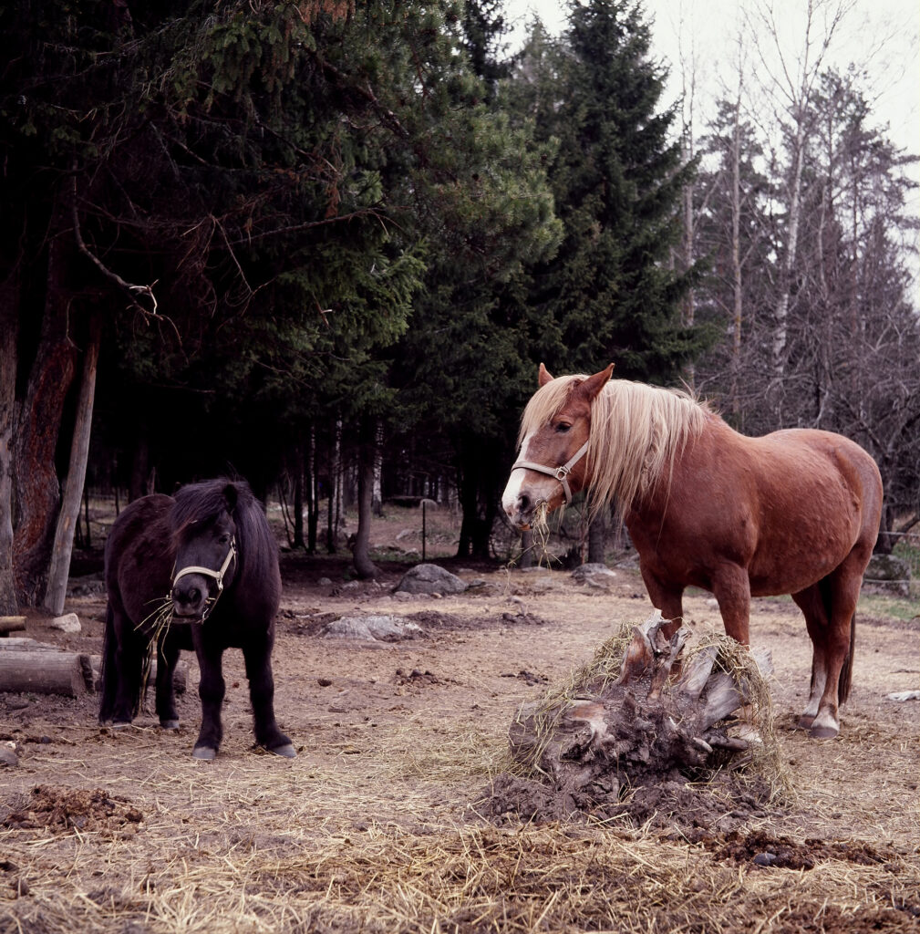 Zeiss Ikon-7132