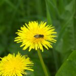 Tair 11A-6066