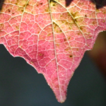 Tamron SP90 2_5-4392