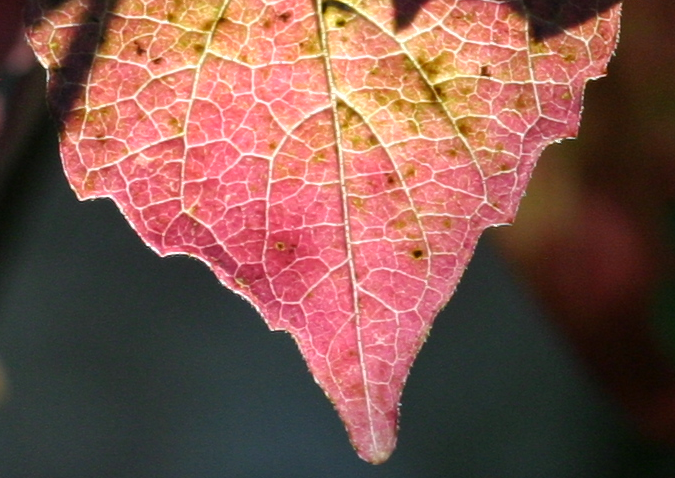Tamron SP90 2_5-4392