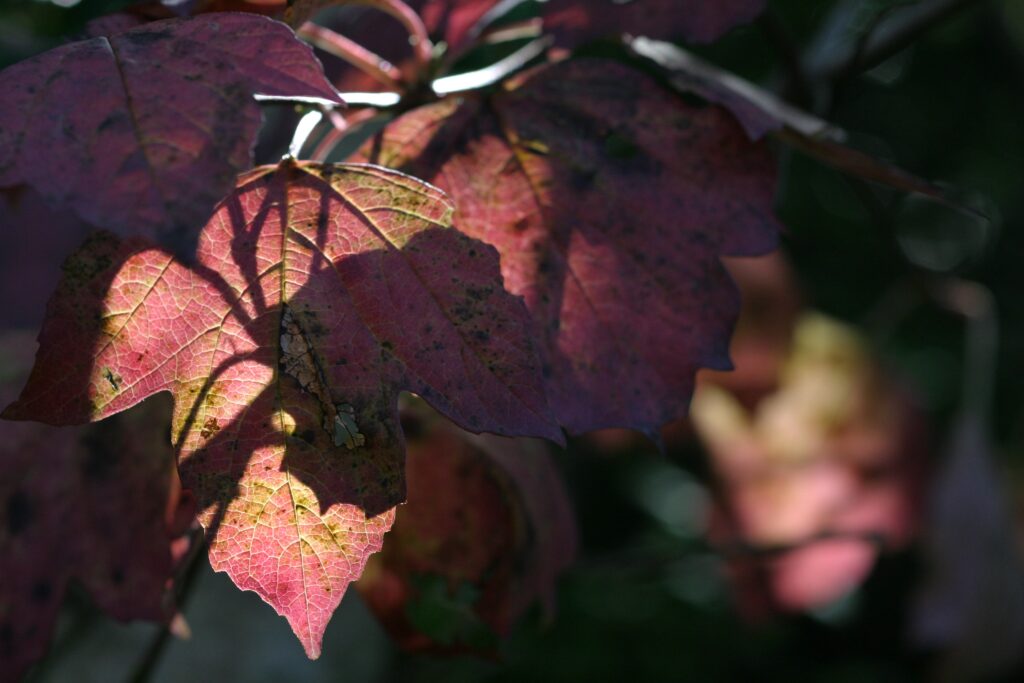 Tamron SP90 2_5-4393
