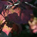 Tamron SP90 2_5-4393