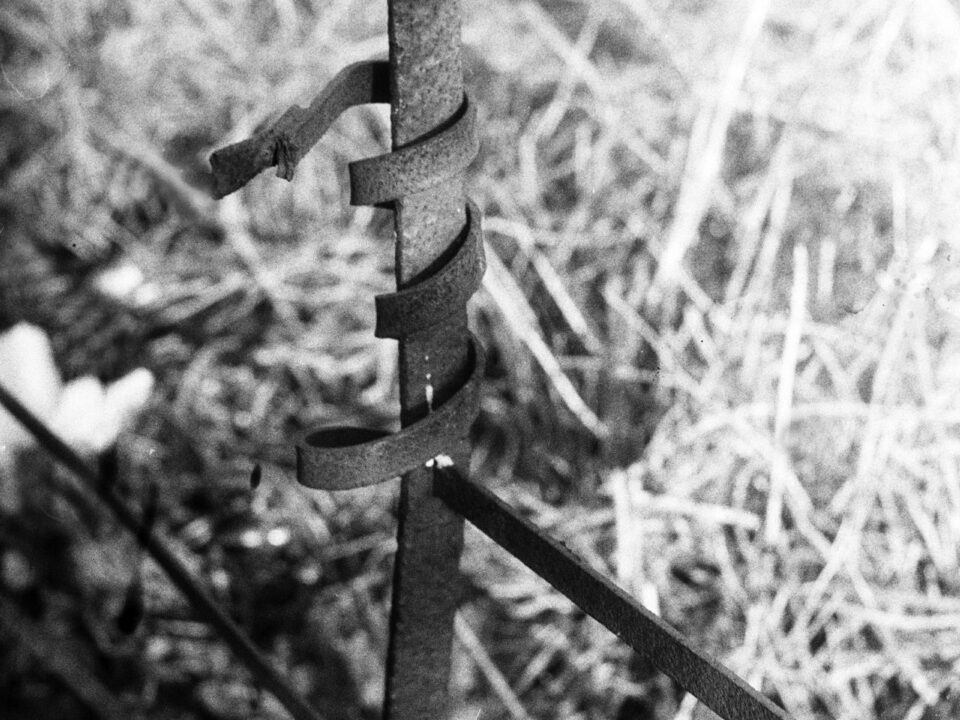 Contax IIIa CZJ Sonnar 1.5/50 1938 @50
