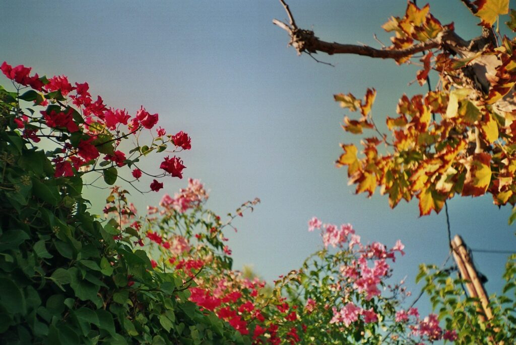 Chinon-3653